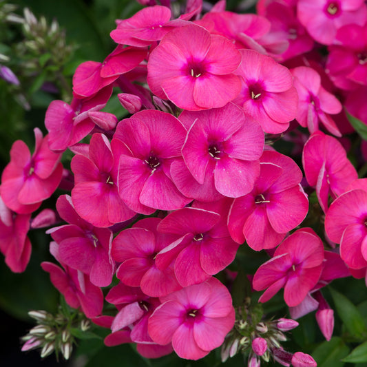 Phlox Ka-Pow Pink