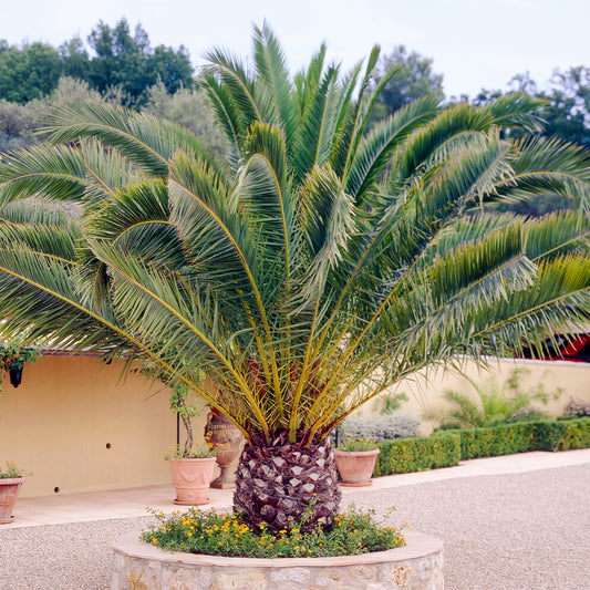 Phoenix Canariensis
