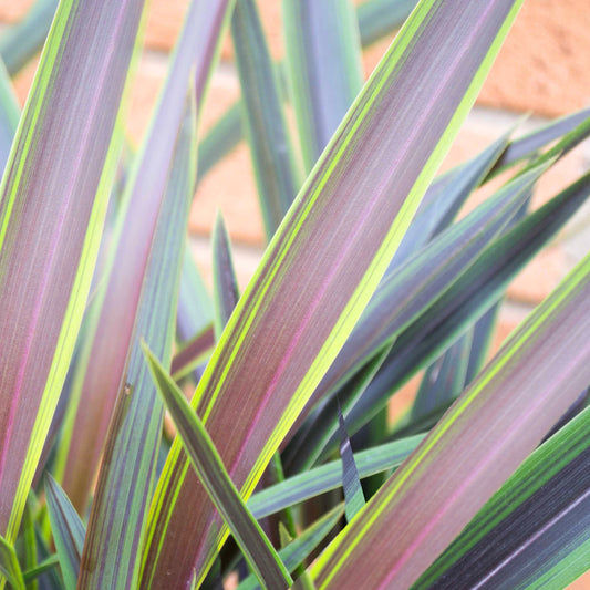 Phormium Liquorice & Lime