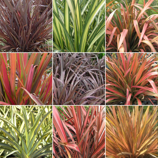 Phormium Mix (9cm, Pack of 3)