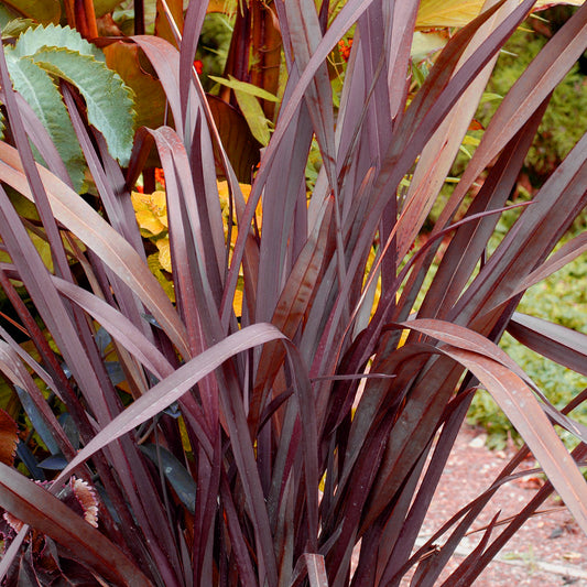 Phormium Red Sensation