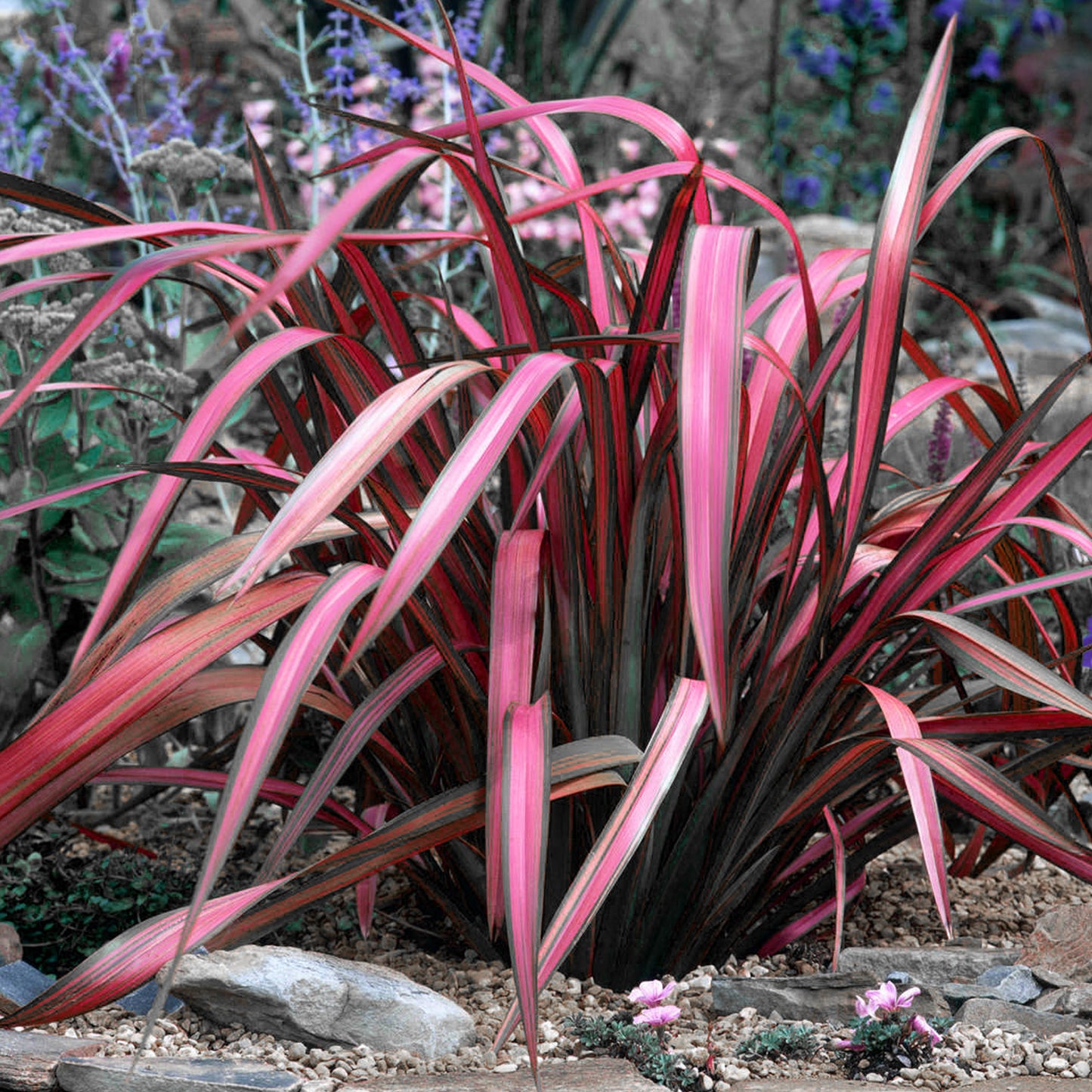 Phormium Pink Panther