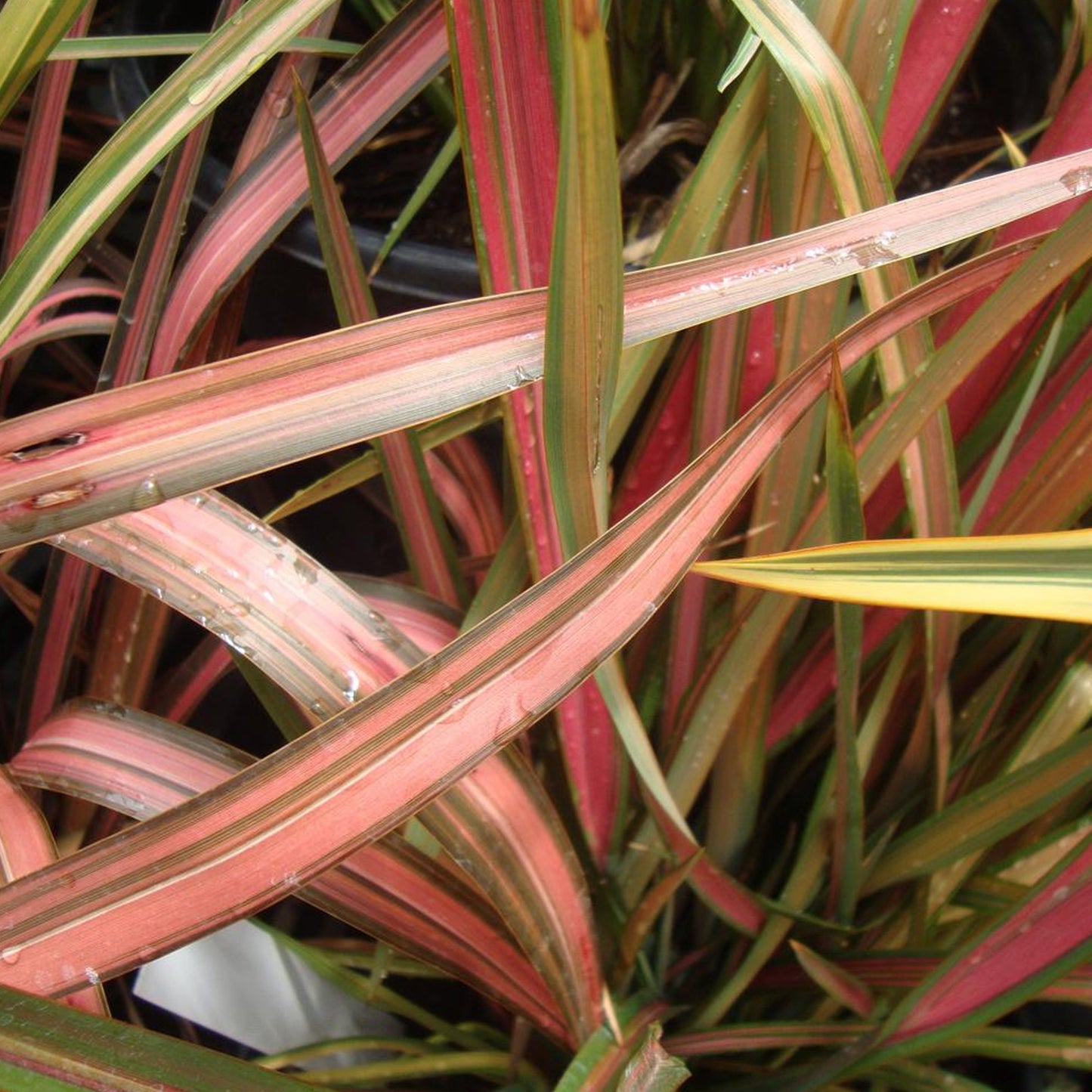 Phormium Pink Panther