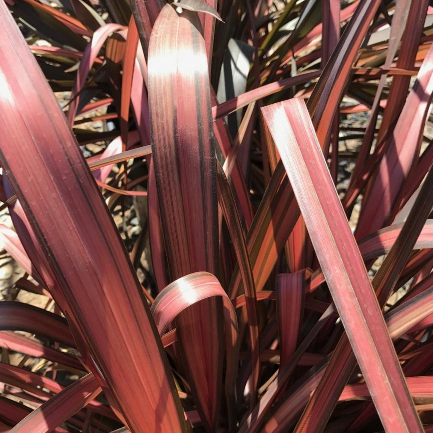 Phormium Pink Panther