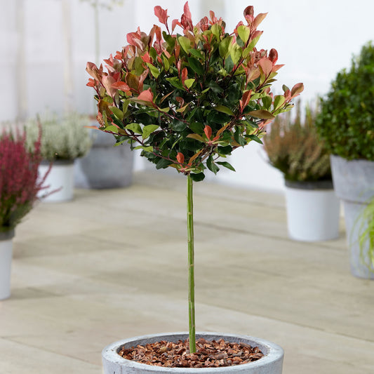 Photinia Little Red Robin Patio Tree