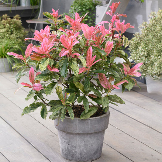 Photinia Pink Crispy