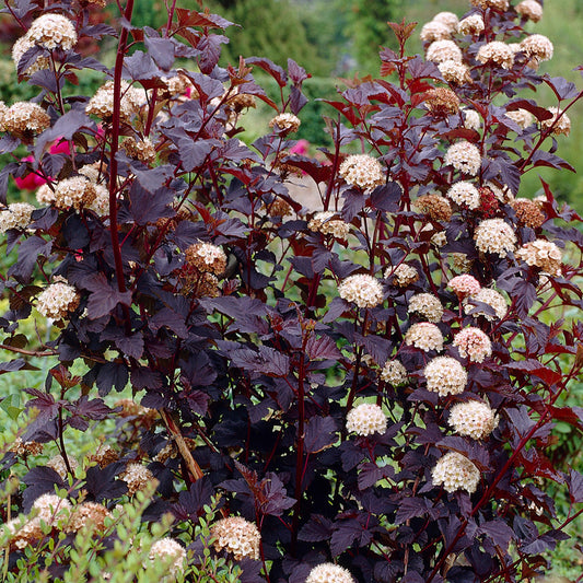 Physocarpus Diabolo