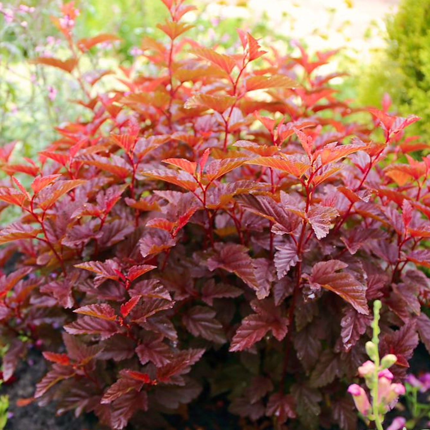 Physocarpus Little Angel