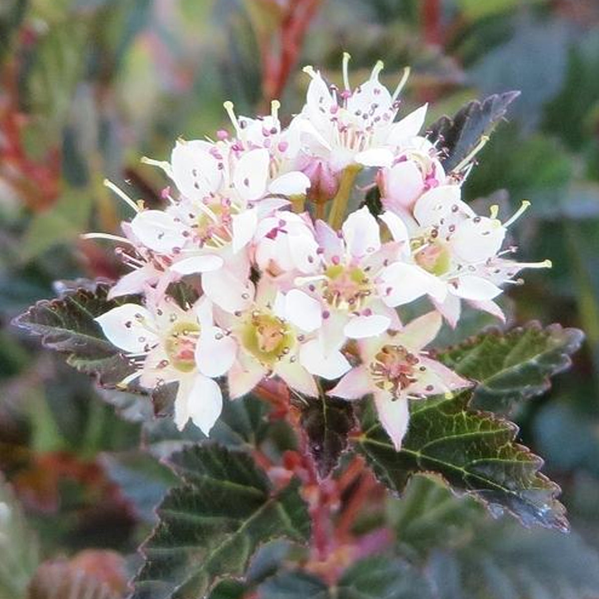 Physocarpus Little Devil 247plants physocarpus-little-devil-247plants