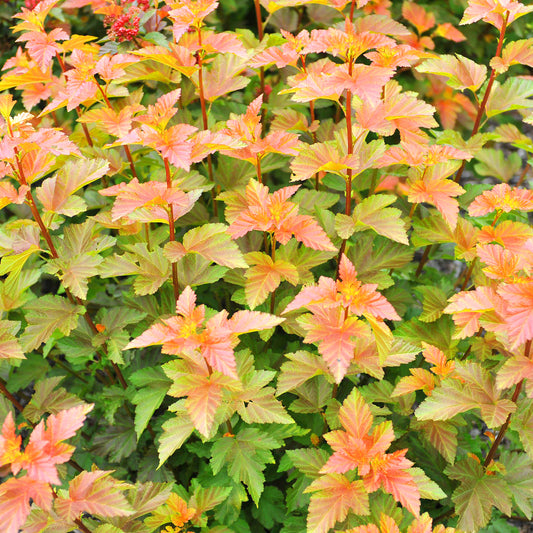 Physocarpus Amber Jubilee