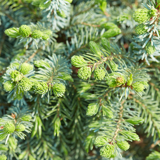 Picea Nidiformis