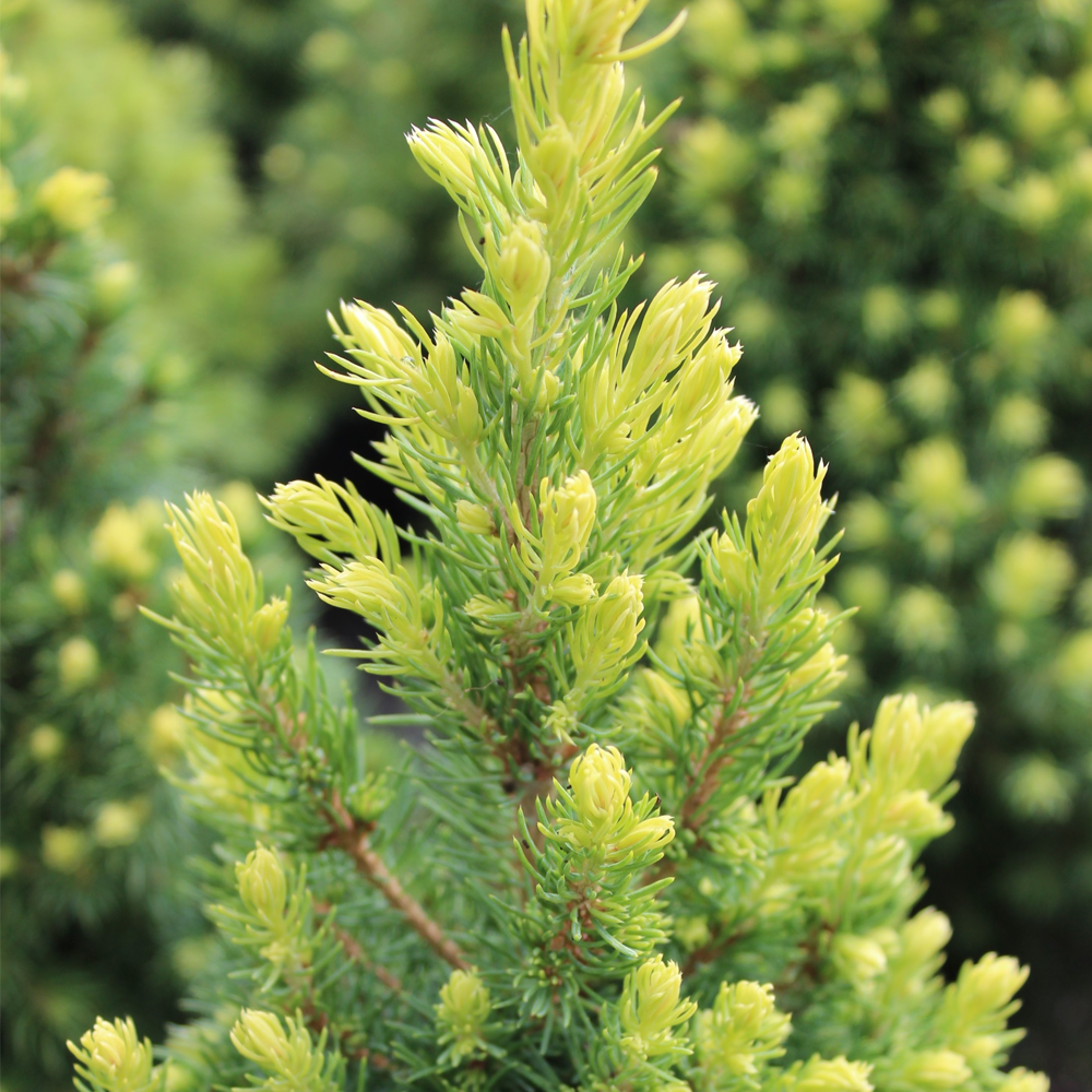 Conifer Mix (9cm, Pack of 5)