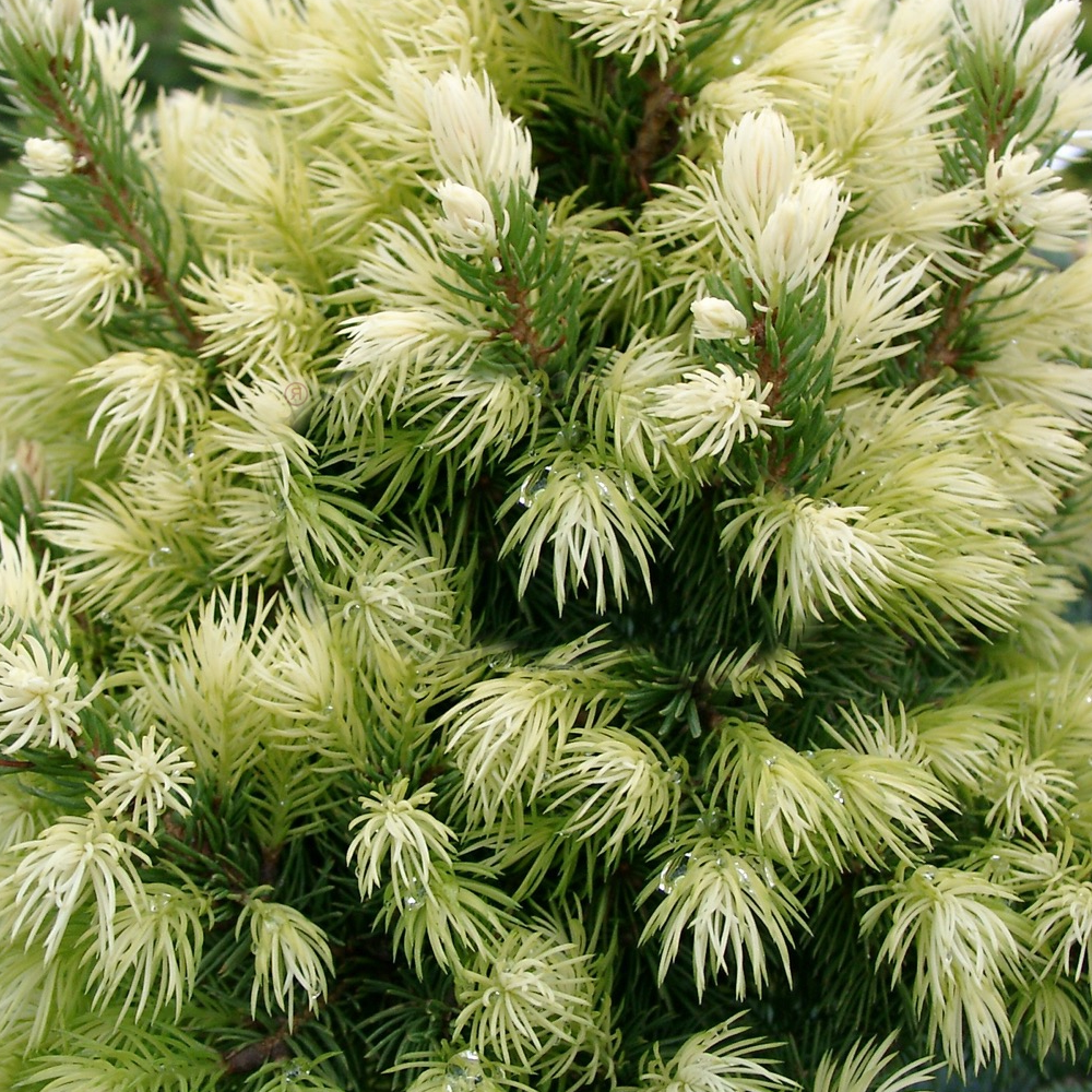 Picea Daisys White (9cm)