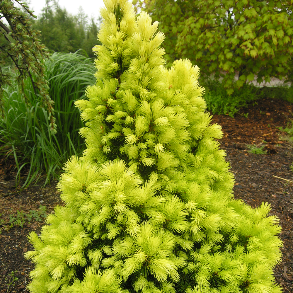 Picea Daisys White (9cm)