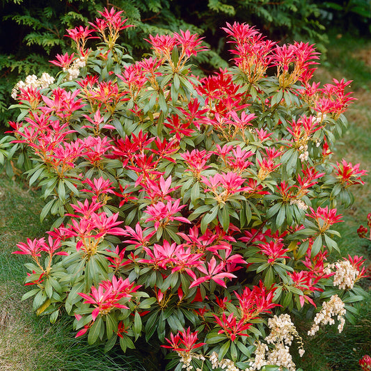 Pieris Forest Flame (9cm)