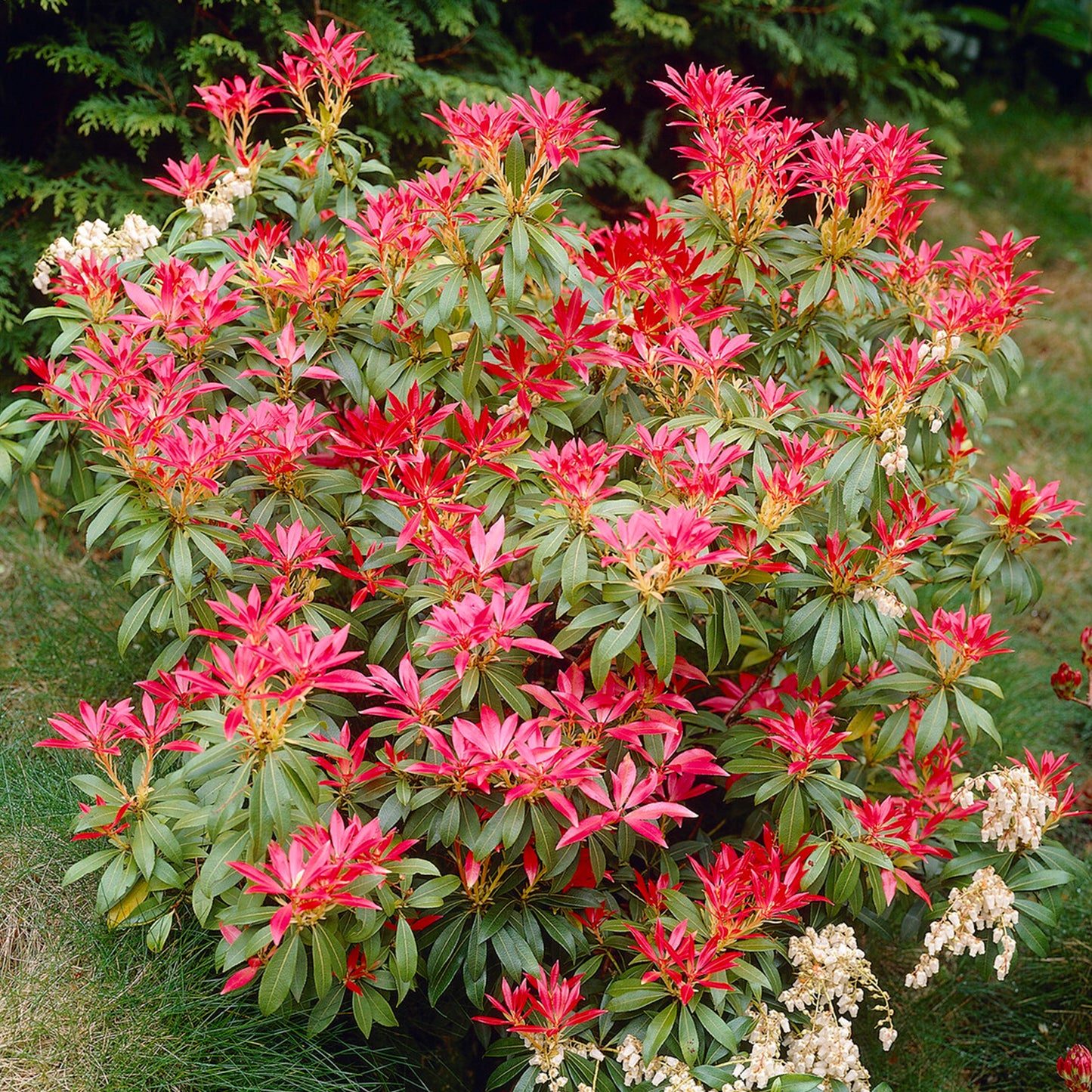 EU Pieris Forest Flame