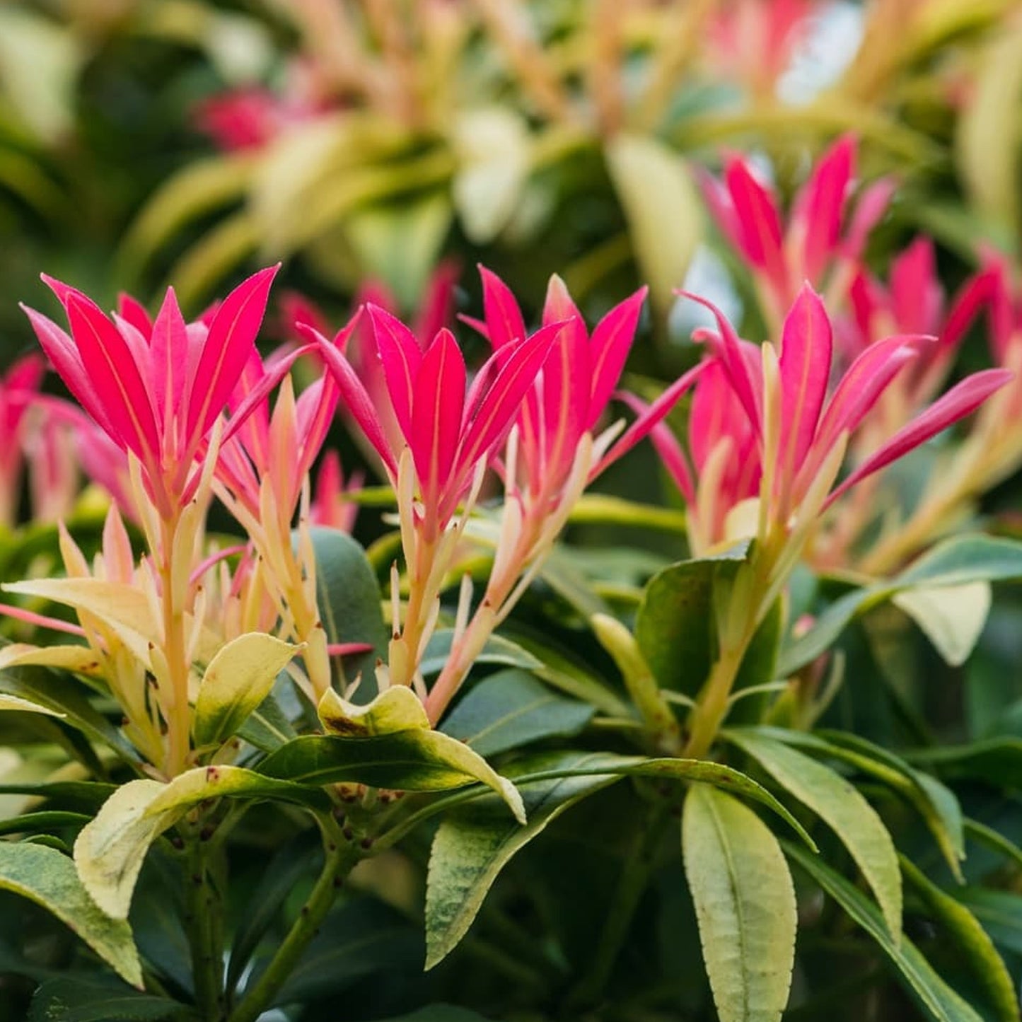 EU Pieris Forest Flame