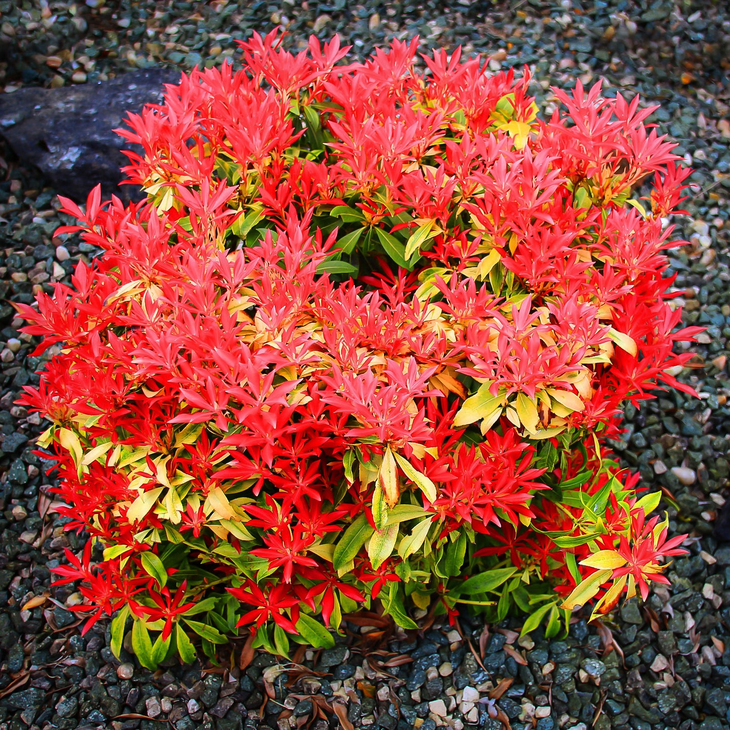 EU Pieris Forest Flame