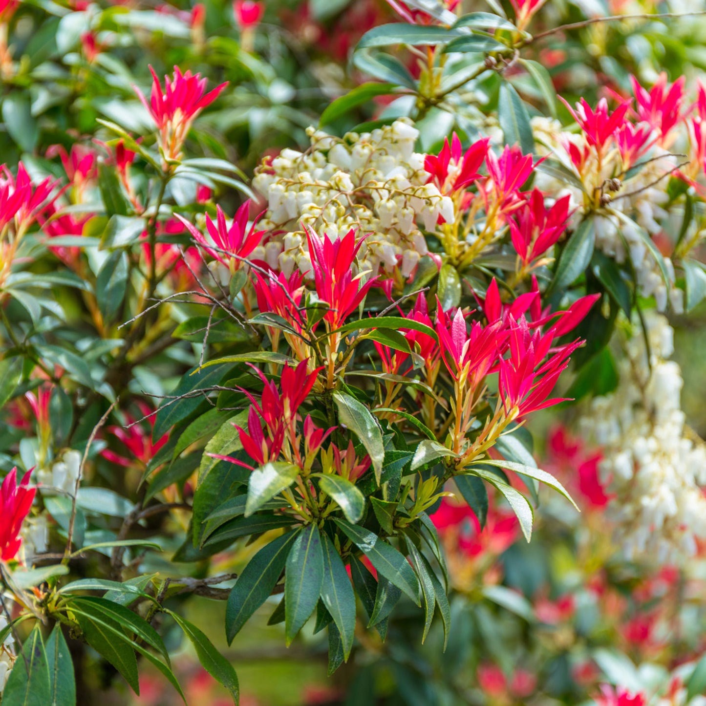 EU Pieris Forest Flame