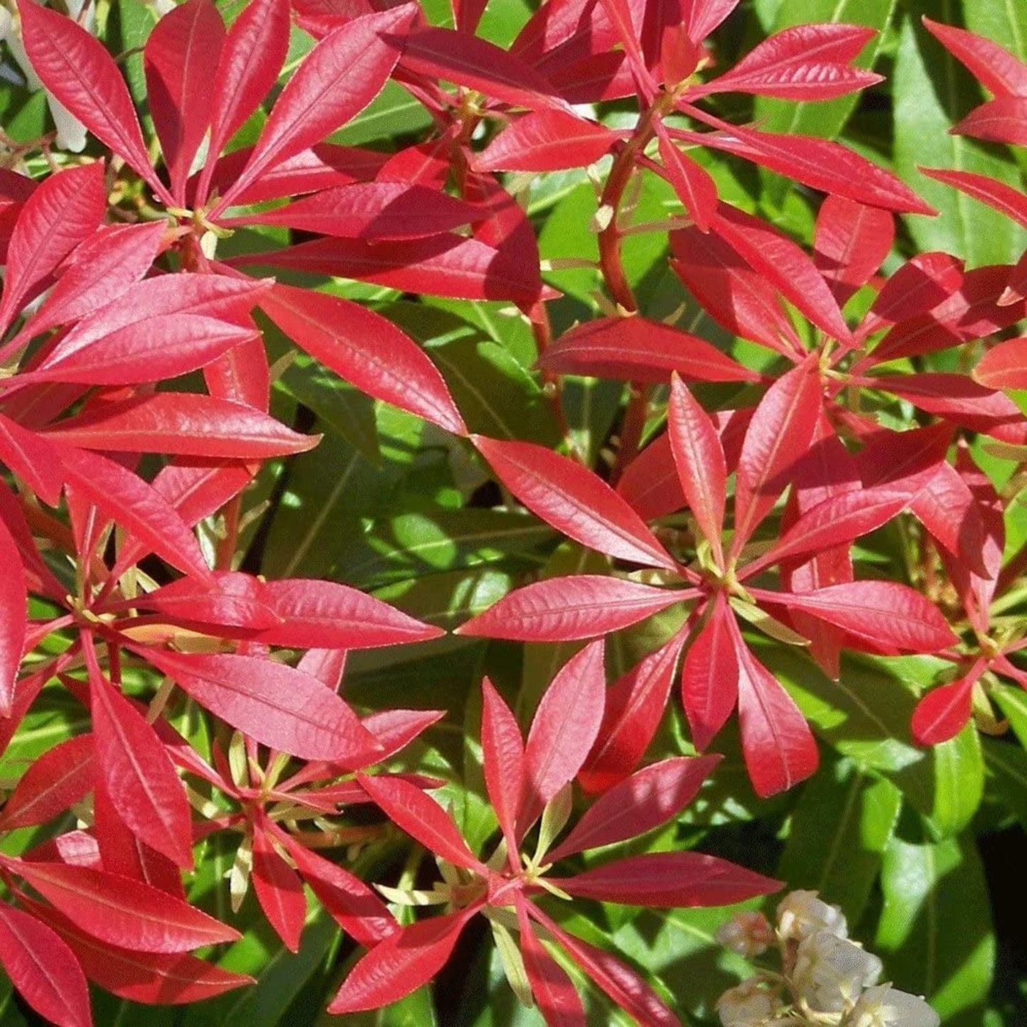 Pieris Mountain Fire (1L)