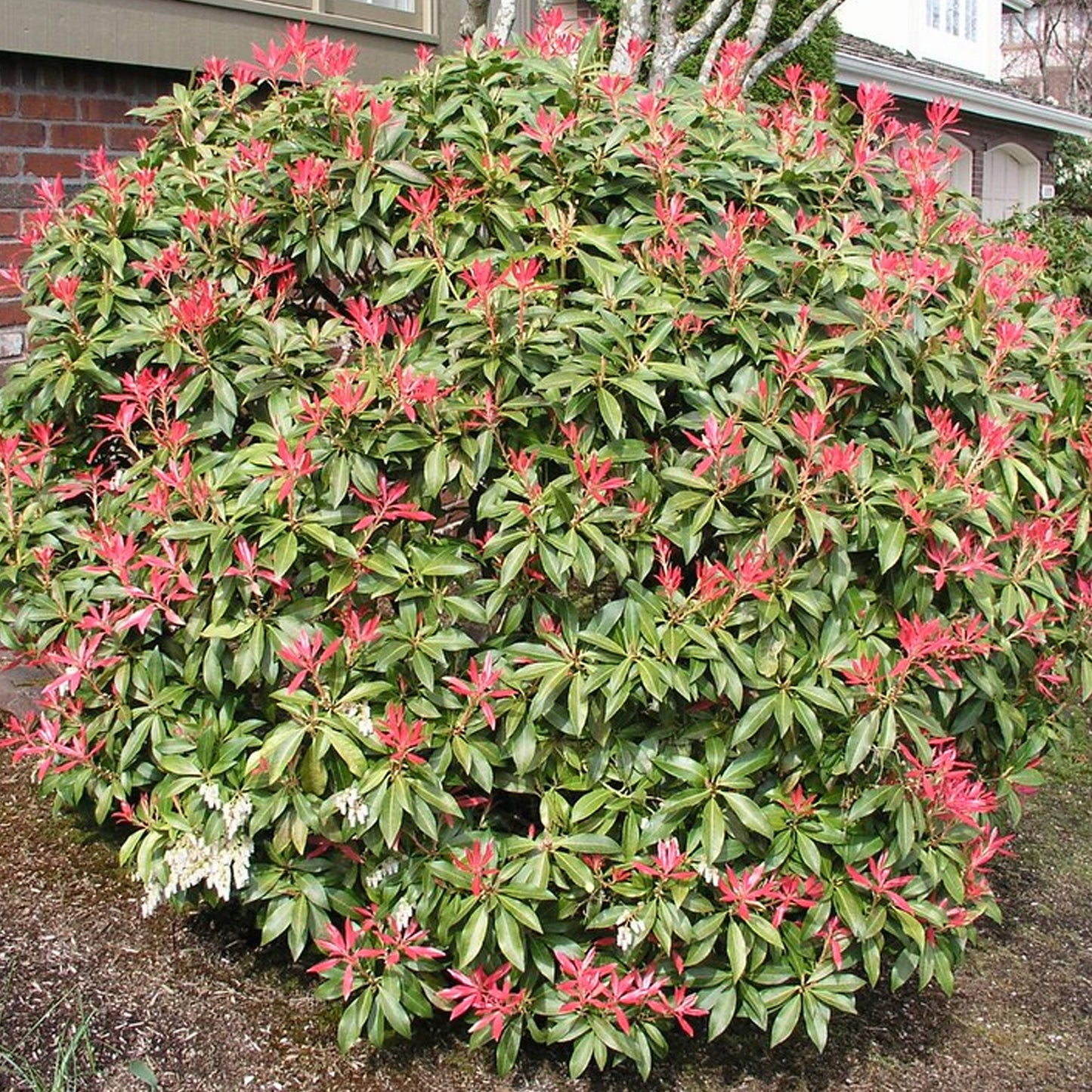 Pieris Mountain Fire (1L)