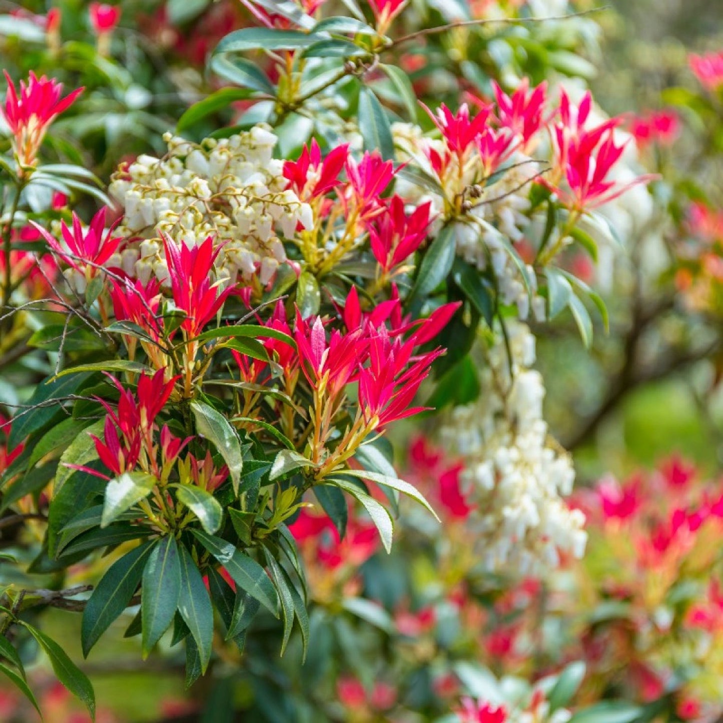 Pieris Mountain Fire (1L)