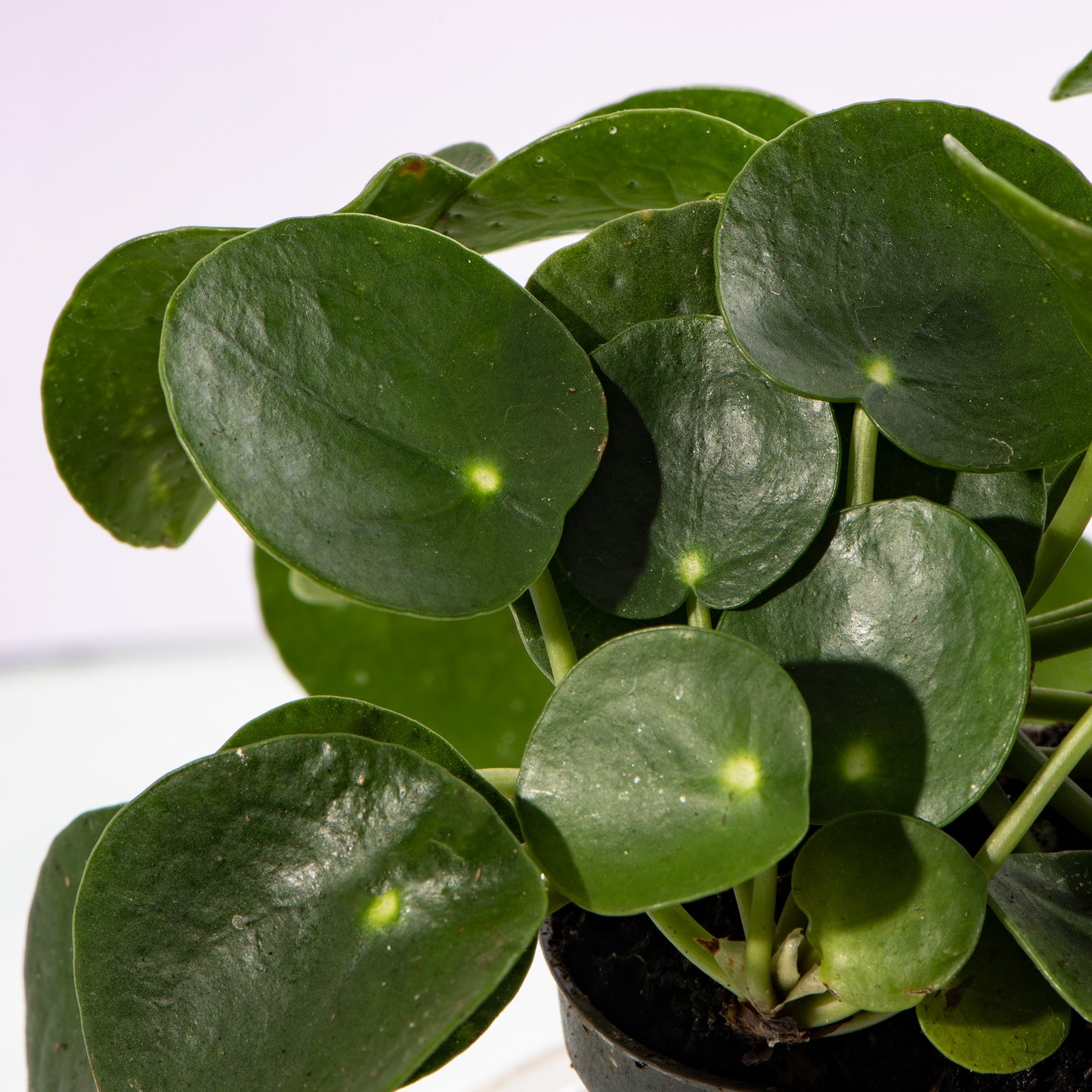 Baby Plants - Pilea Peperomioides
