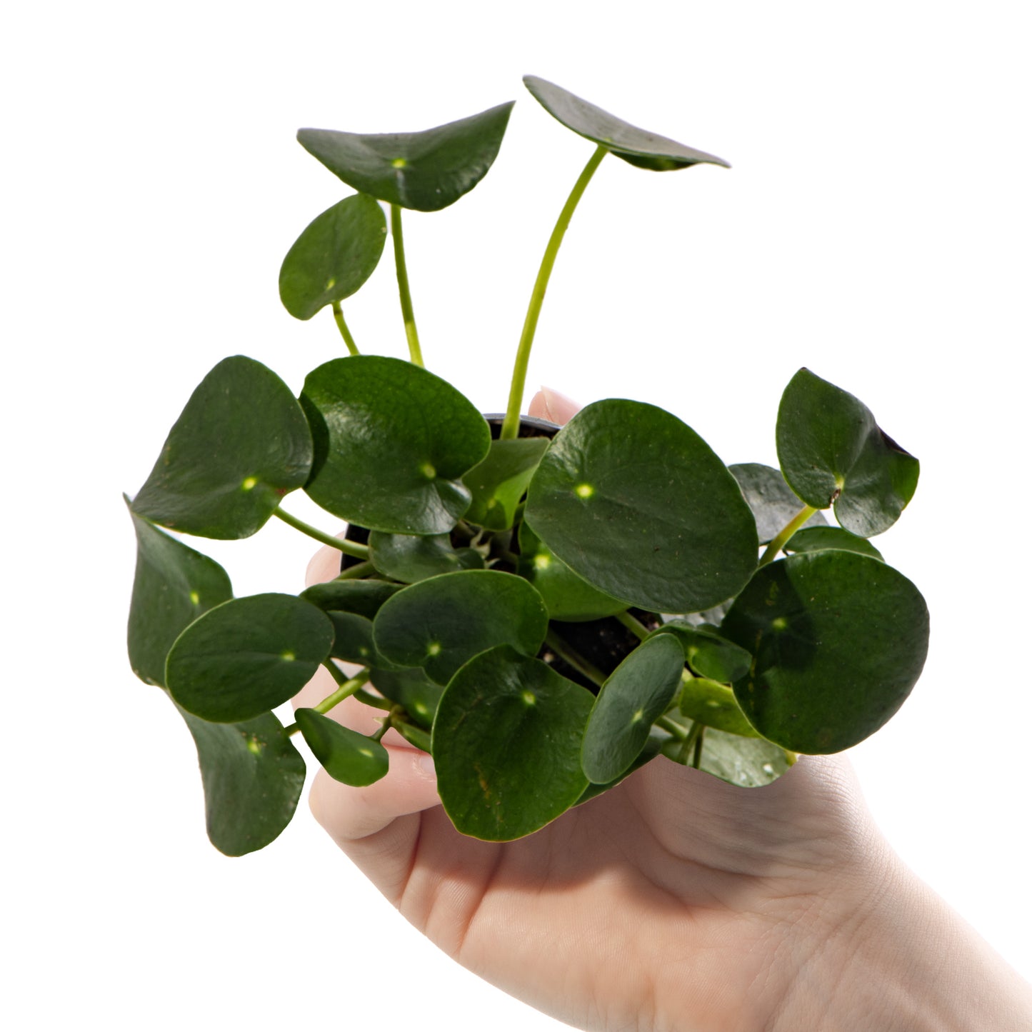 Baby Plants - Pilea Peperomioides