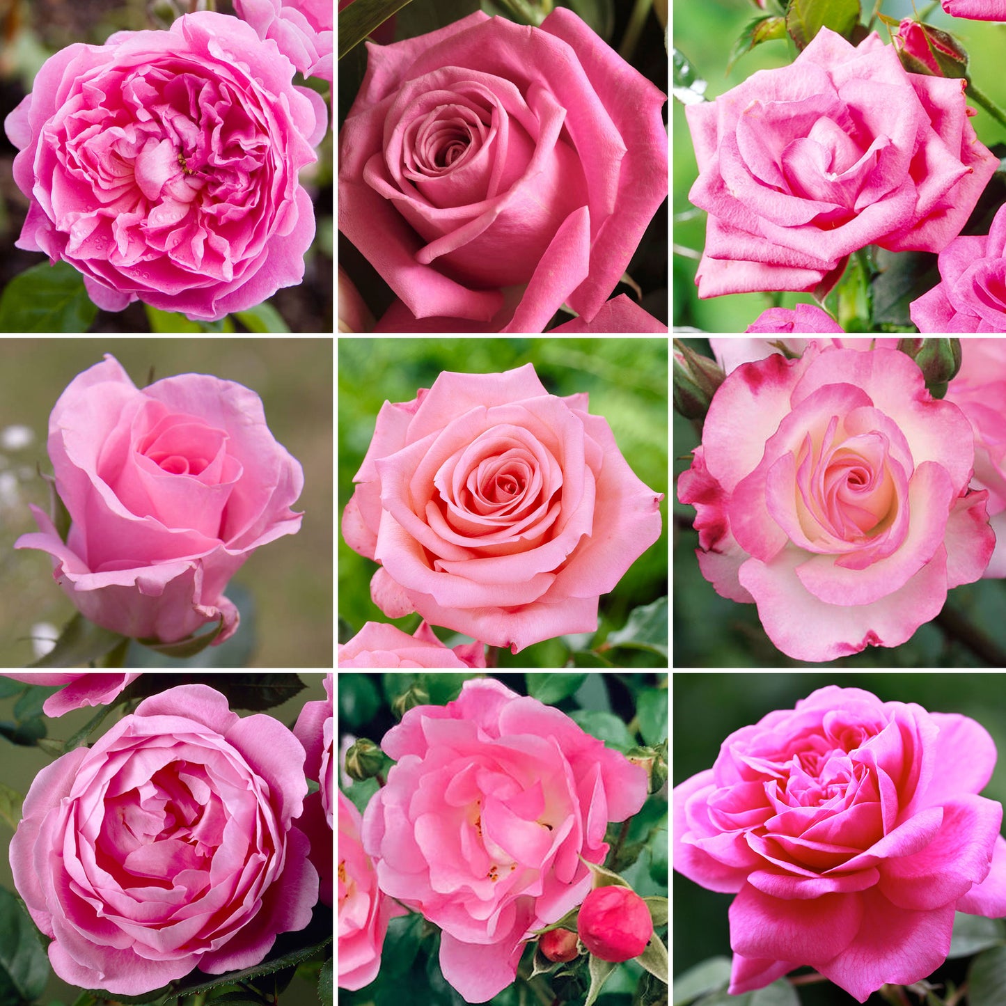 Potted Rose by Colour (Various Colours)