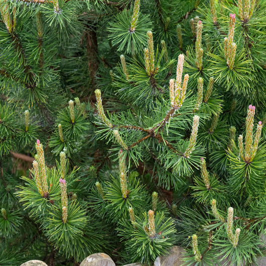 Pinus Mugo Mughus