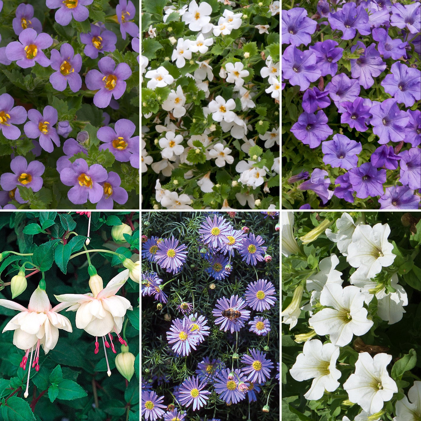 Plug Mix - Blue and White