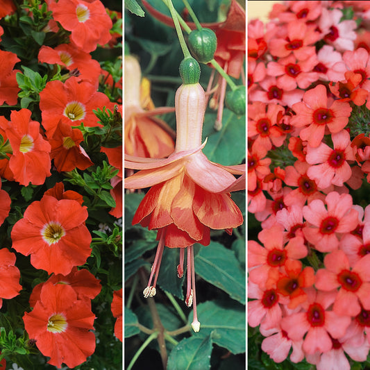 Plug Mix - Orange Shades