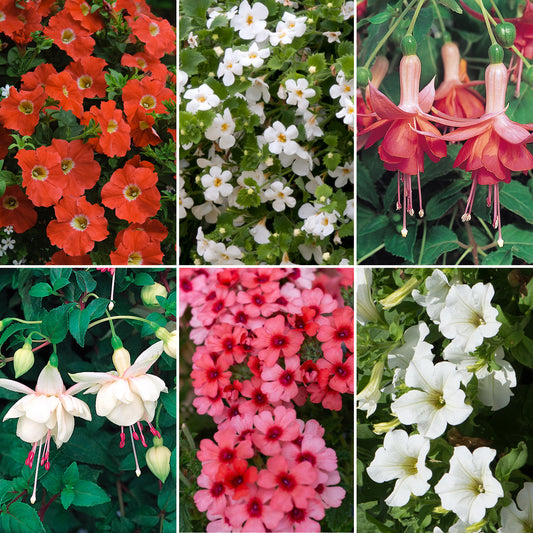 Plug Mix - Orange and White