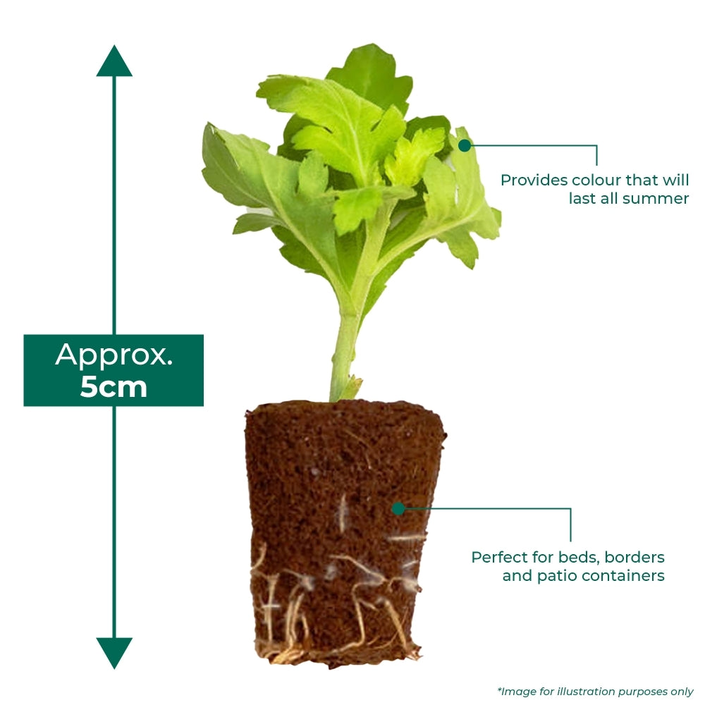 Plug Mix - Zonal Geranium