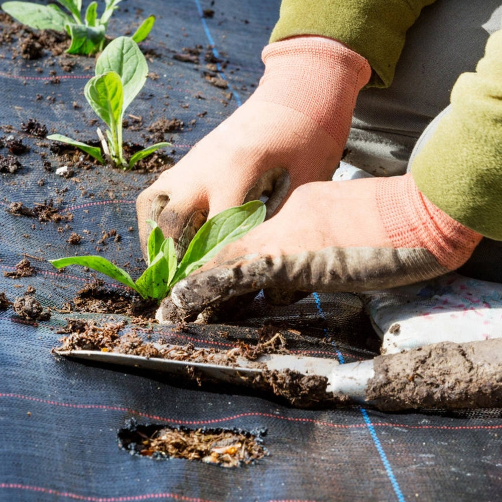 Plug Mix - Non-Stop Begonia