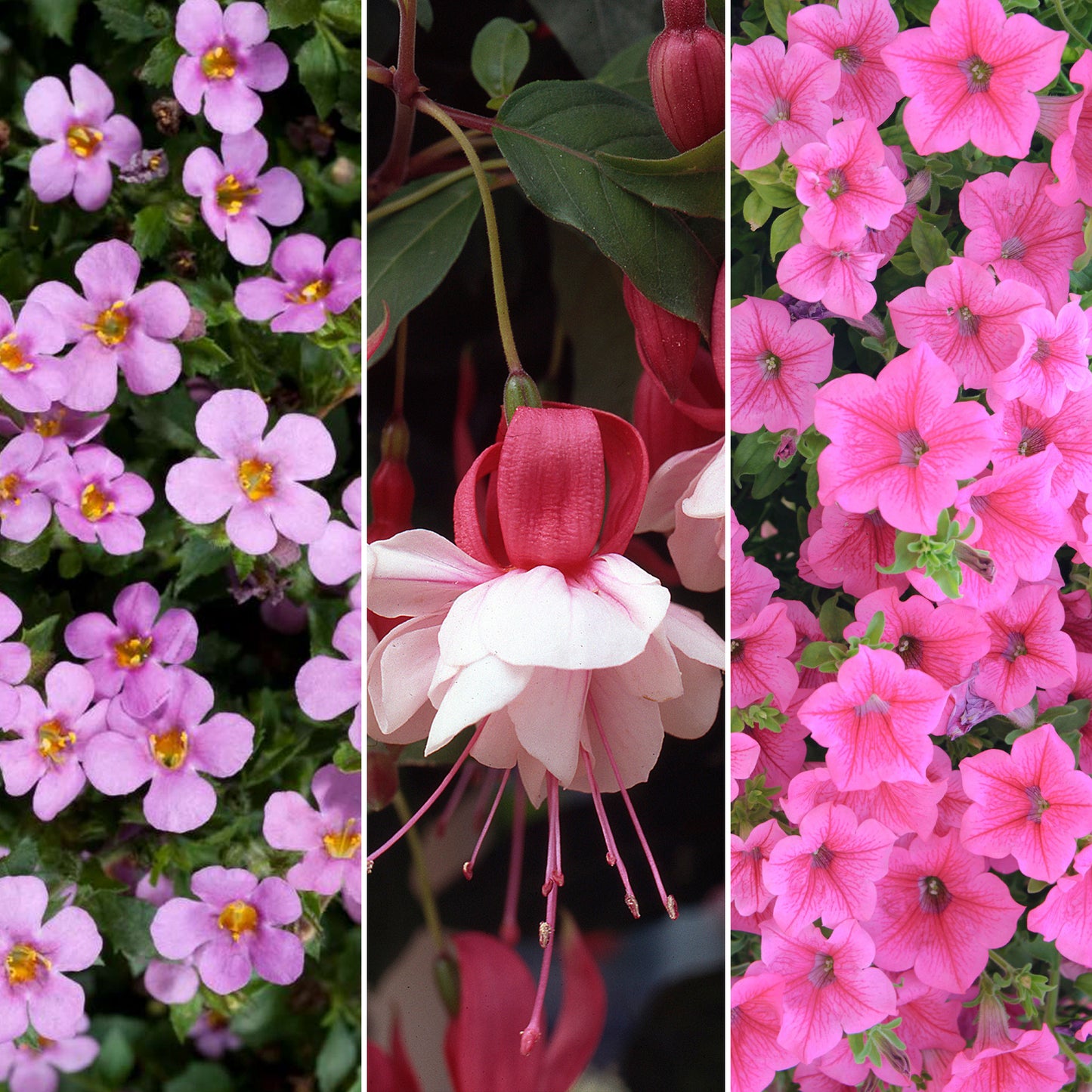 Plug Mix - Pink Shades