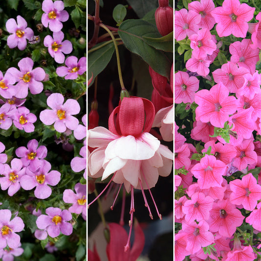 Plug Mix - Pink Shades