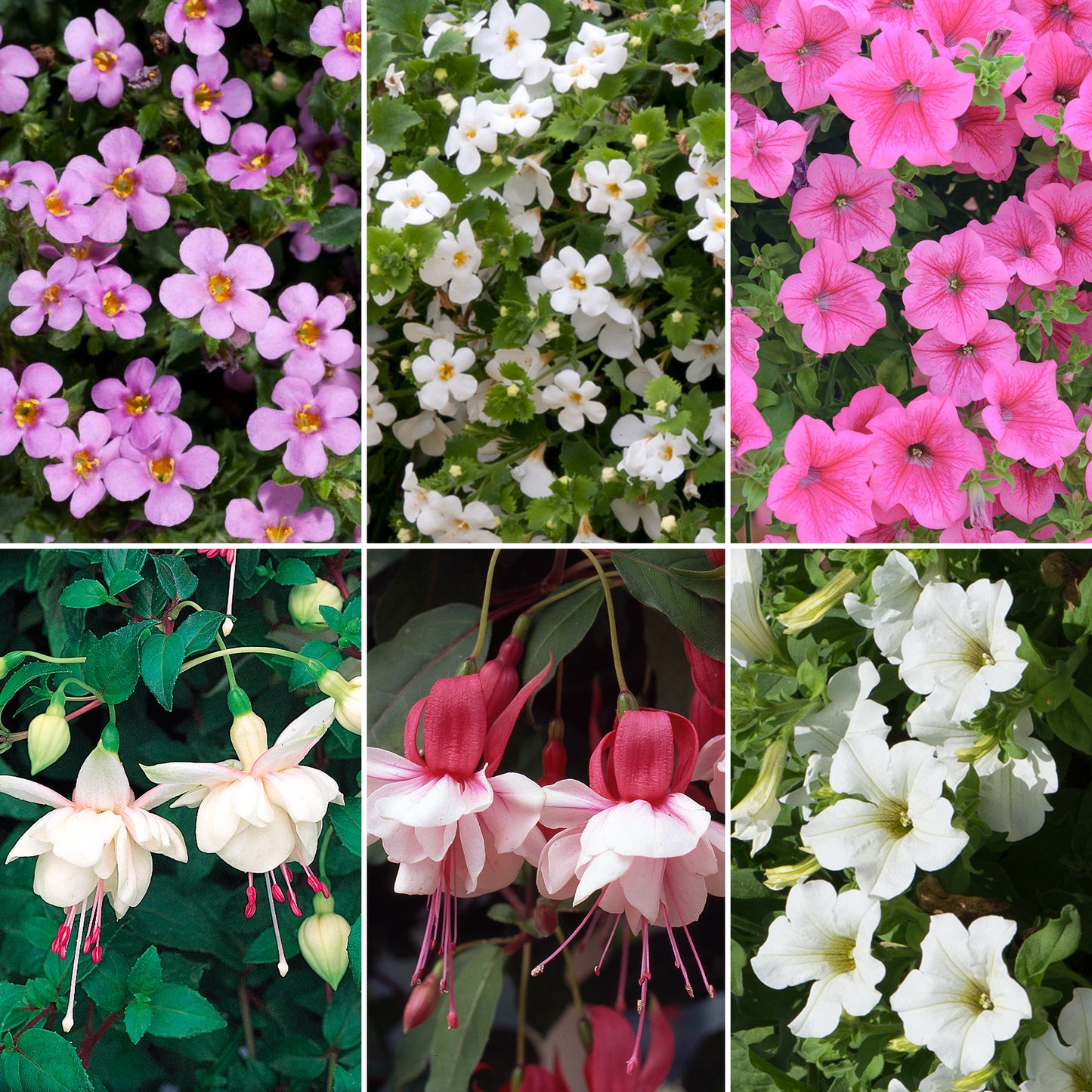 Plug Mix - Pink and White