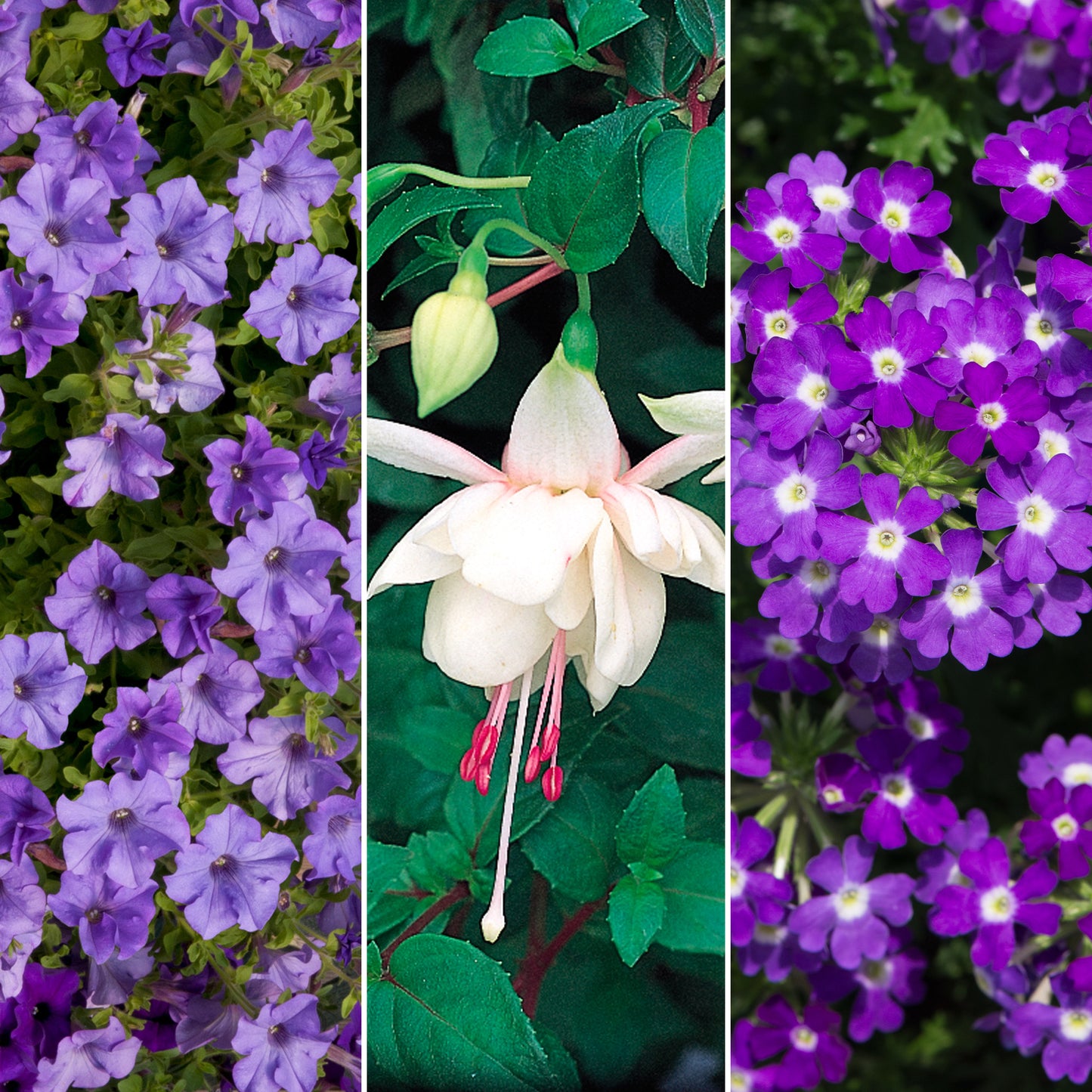 Plug Mix - Purple, Blue and White