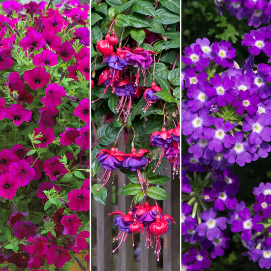 Plug Mix - Purple Shades