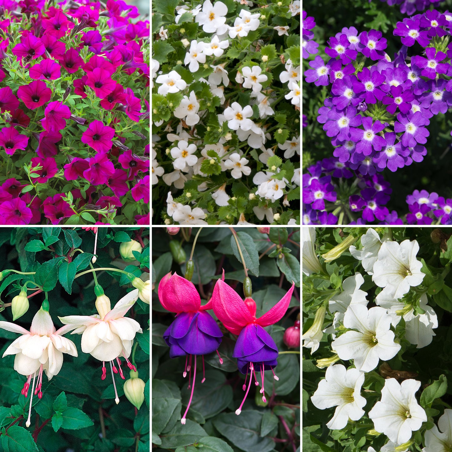 Plug Mix - Purple and White