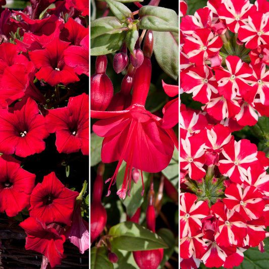 Plug Mix - Red Shades