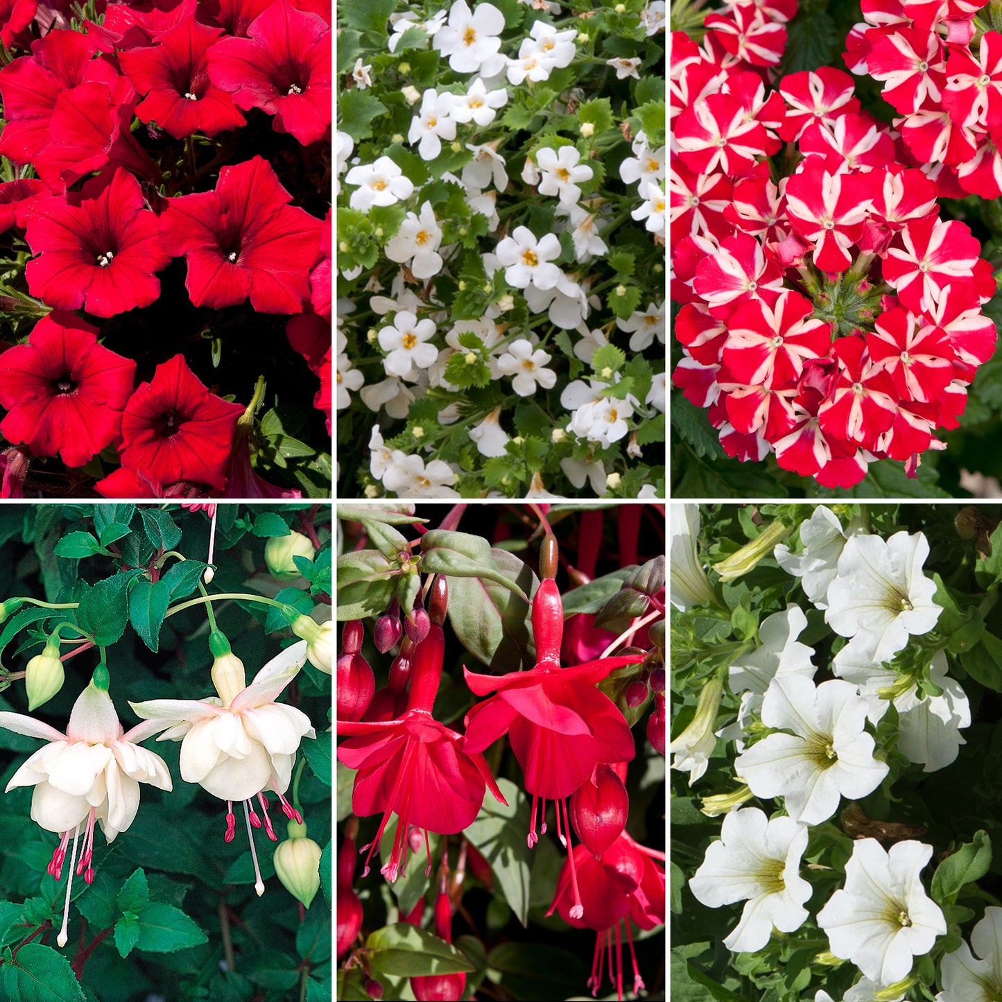 Plug Mix - Red and White