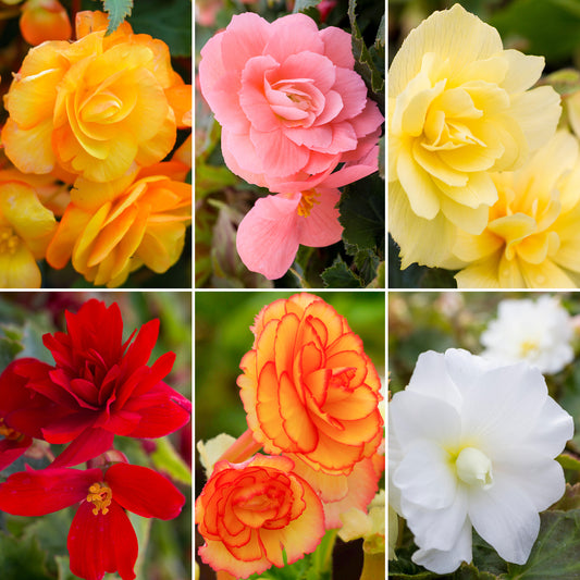 Plug Mix - Trailing Begonia