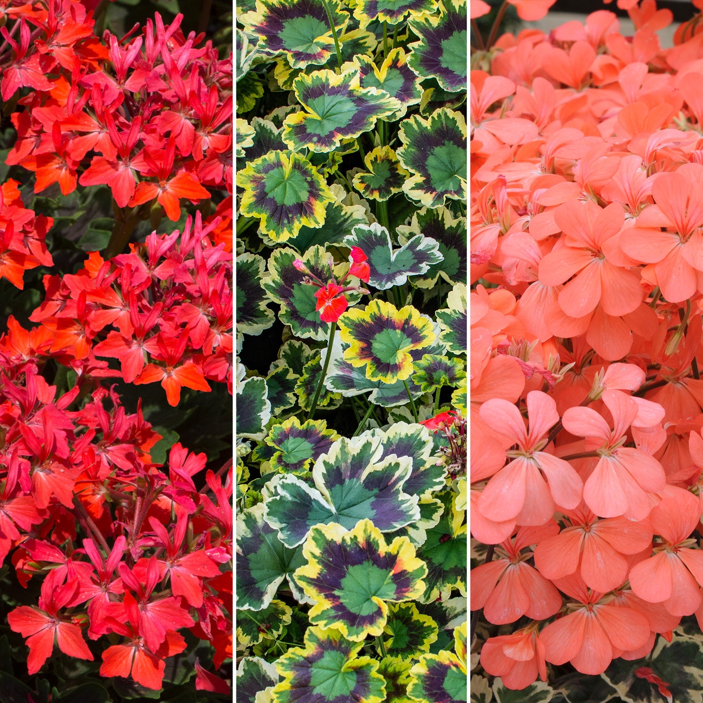 Plug Mix - Variegated Geranium