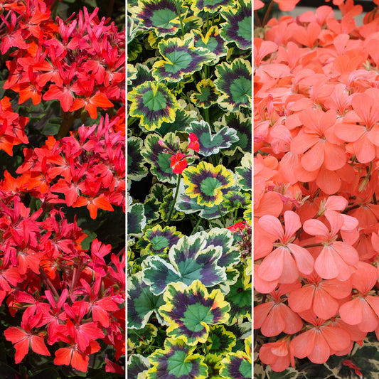 Plug Mix - Variegated Geranium