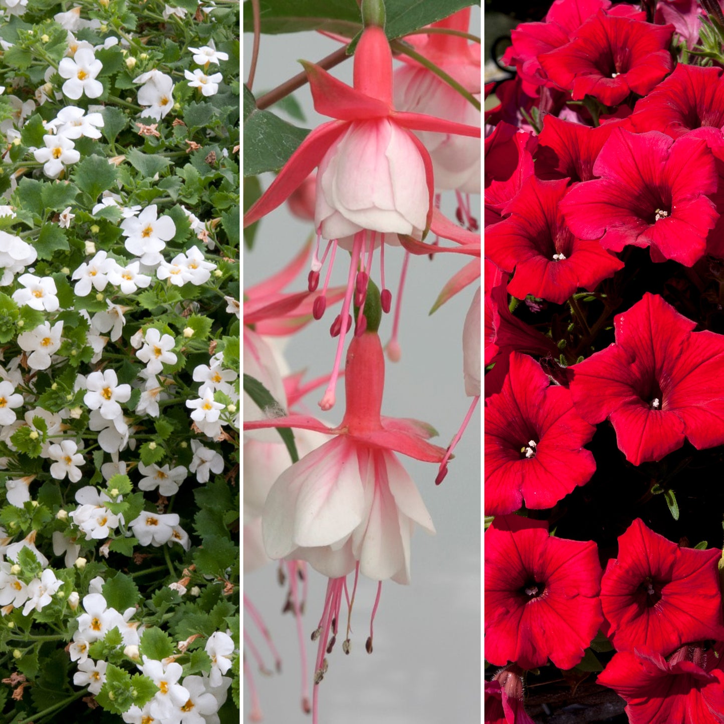 Plug Mix - White, Pink and Red