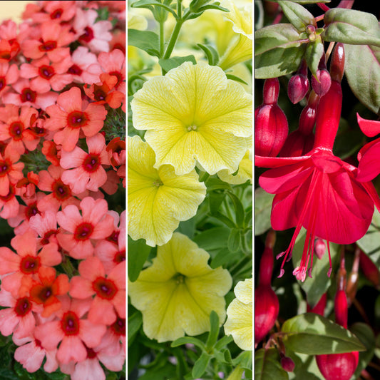 Plug Mix - Yellow, Red and Orange