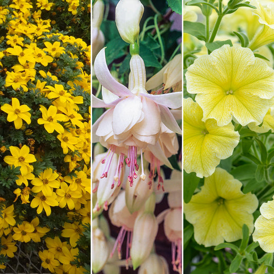 Plug Mix - Yellow Shades