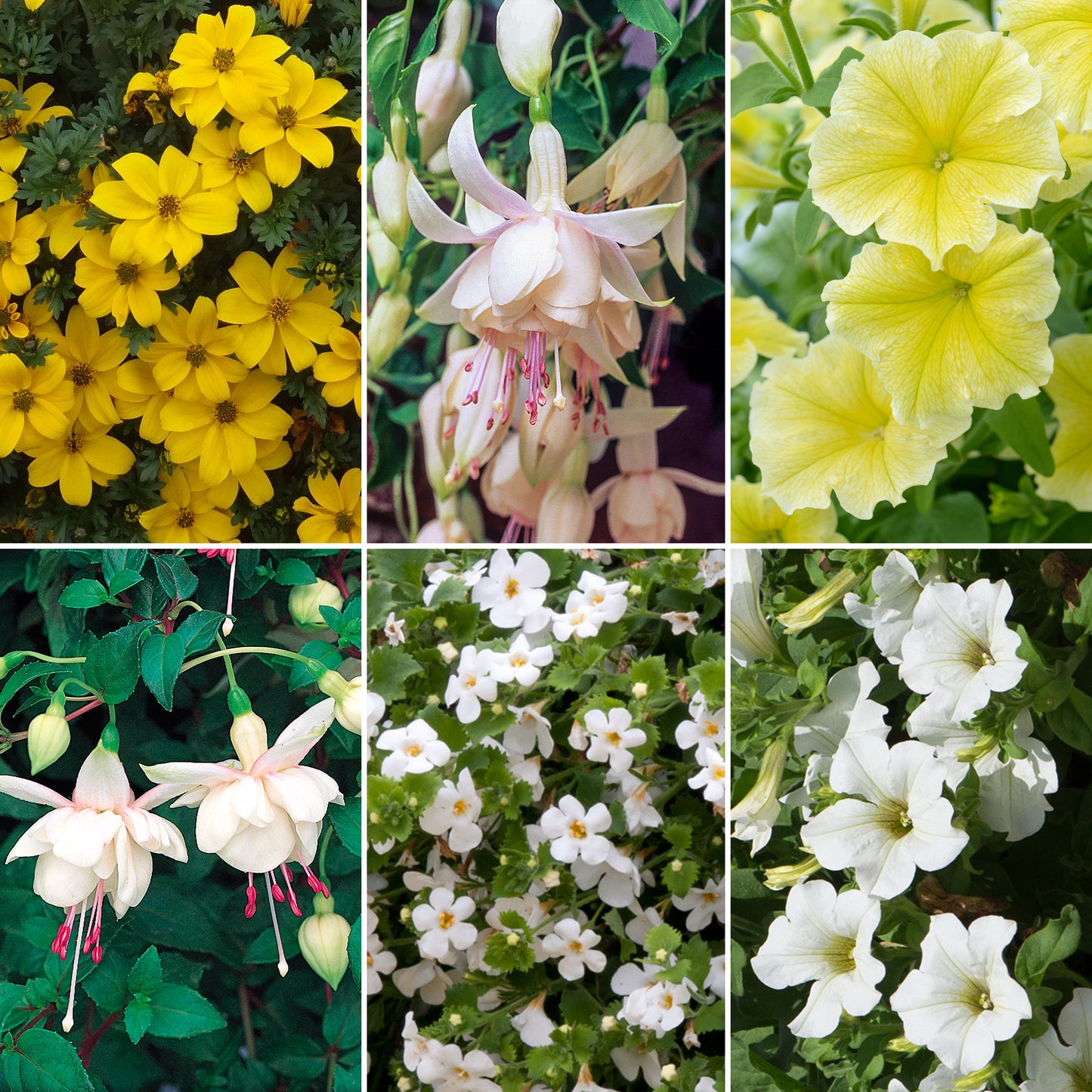 Plug Mix - Yellow and White